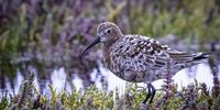 Curlew Sandpiper in near full breeding plumage on the beautiful marsh at Geelbek in the West Coast National Park ( March 2021).