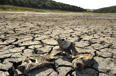 Nelson Mandela Bay again declared a disaster area