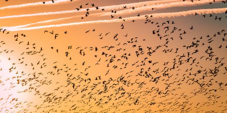 Wetlands — critical ecosystems to keep migrating birds soaring — are under global threat