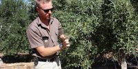 Charl van Sittert, the farm manager at Willow Creek, inspects olive tree buds ready to bloom as part of the 2020 crop. Photo: Christi Nortier.