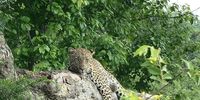 Leopard lazing in the Kruger Park this morning. Image: Ranvir Boodhram