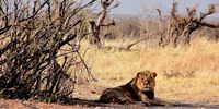 Blare necessity: Vuvuzelas save livestock from prowling lions, research finds