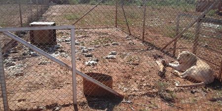 Report on captive lions raises huge welfare, health red flags, and a zoonosis warning