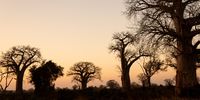 Africa!