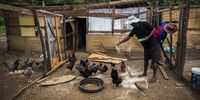 The community relies on chicken farming as a means of sustenance. Starting off with 12 chickens, they now have more than 300. (Photo: Shiraaz Mohamed)
