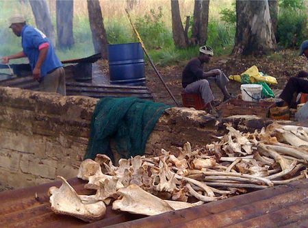 Era of captive lion industry in South Africa may be over – what does this mean for the lion bone trade?