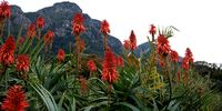 Don-Kirstenbosch 1