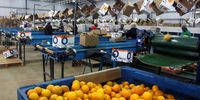 Oranges are packed in a processing plant in the Nkwaleni Valley. (Photo: Tony Carnie)