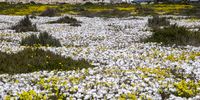 LANGEBAAN, SOUTH AFRICA - AUGUST 31: Wildflowers bloom along the R45 on August 31, 2021 in Langebaan, South Africa. The region experiences spring from August all through to September. (Photo by Gallo Images/Die Burger/Jaco Marais)