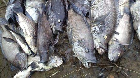 Sewage spill killed Isipingo Beach Lagoon fish, say activists