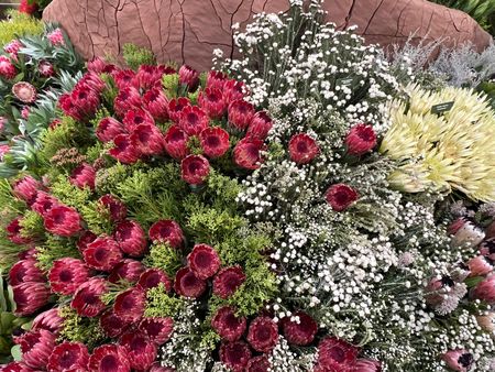 Proteas win again at the Chelsea Flower Show