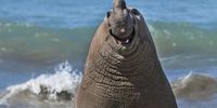 "Smiling Elephant Seal" These multi-ton giants fight to keep their harem of females. In the instant of the photo, the animal seems to be smiling... but the reality of the situation is that he fled straight afterwards when the dominant male came along. (Photo: Gabriel Rojo)<br>Animal: Southern Elephant Seal<br>Location of shot: Peninsula Valdes, Chubut Province, Argentina