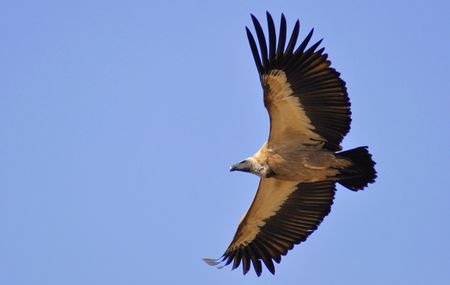 Tracking the Shangani Wanderer — vulture survival, poaching threats, and hope from the skies