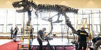Installation crew members put together the skeleton of a Tyrannosaurus rex named TRX-293 Trinity, ahead of a preview by the Koller auction house at the Tonhalle concert hall in Zurich, Switzerland, 27 March 2023. The 11.6 meters long, 3.9 meters high, and 67 million-year-old T-Rex skeleton was assembled from three specimens excavated from 2008 to 2013 in the Hell Creek and Lance Creek formations in the US states of Montana and Wyoming. The Tyrannosaurus rex skeleton is to go on sale at the auction house in April 2023.  EPA-EFE/MICHAEL BUHOLZER