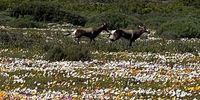 Picture taken at Langebaan National Park during our blommetjies tour Sept 22. Photographer: Jeanette Bonanni.