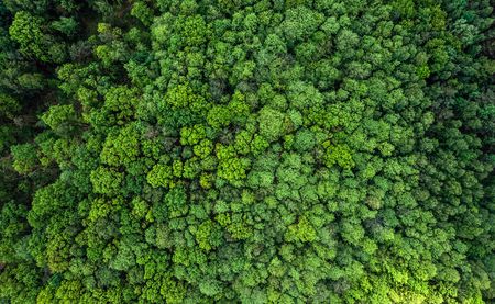 Wits researchers help create ‘most accurate maps yet’ of where reforestation can best fight climate change