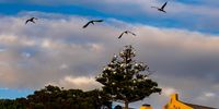 Sacred Ibises settling for sleep. Photographer:  Karin Linder