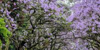 Jacaranda time. Photographer: Riette Gasser