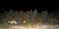 Bat-eared fox  walks along a wildlife corridor in Riviersonderend