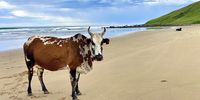 Mbotji local on his beach. Photographer: Ian Jamieson