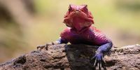 I’m watching you! – African rainbow agama. Photographer: Con Fauconnier</p>
<p>P4U_readersubmission_20250627