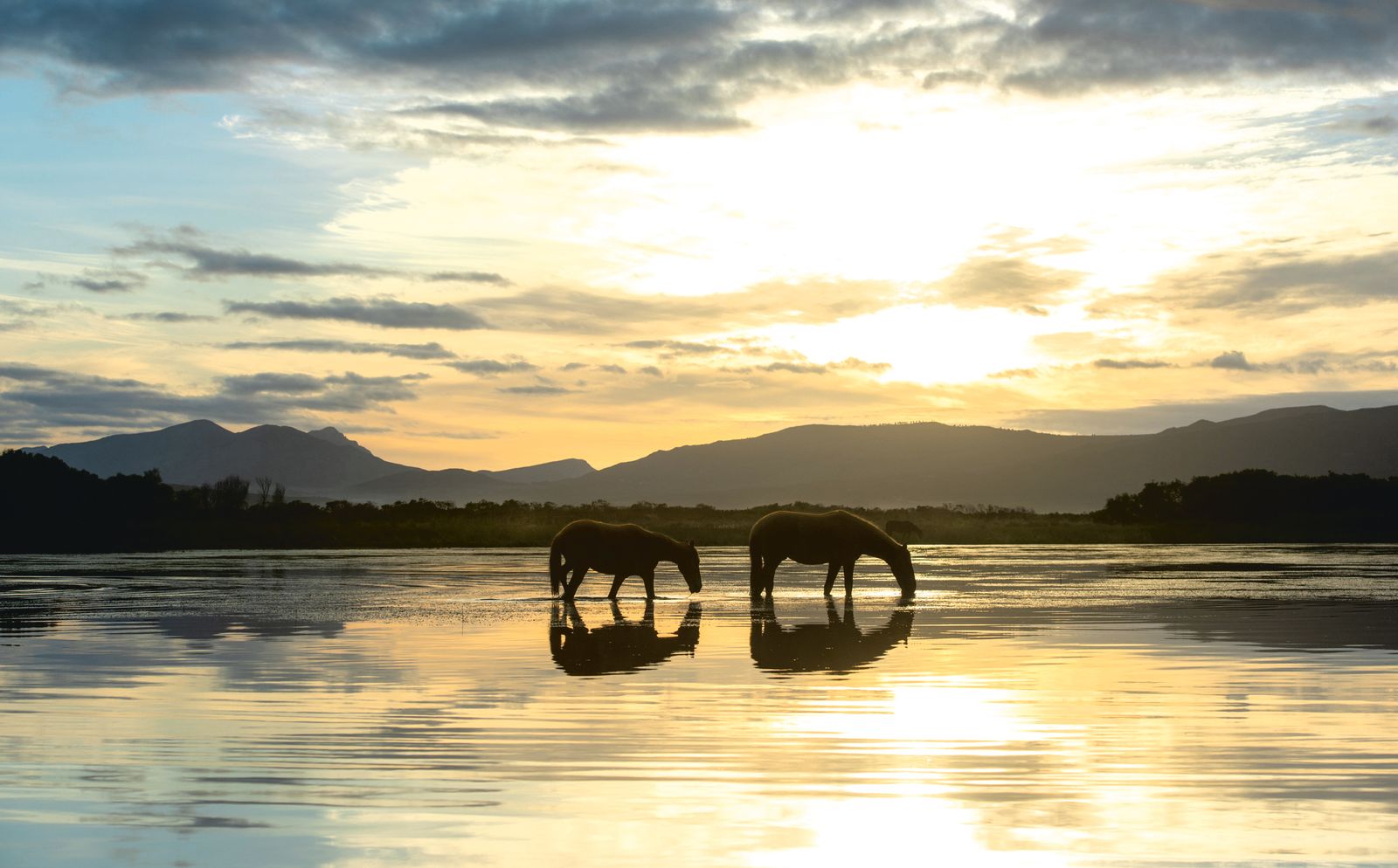 Free-roaming wild horses in severe danger