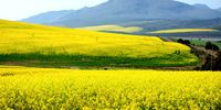 Fields of oil-rich canola (rapeseed) plants in the Overberg district of the Western Cape.  (Photo: Gallo Images / Misha Jordaan)