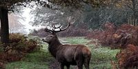 An autumn day in a London Park (Richmond Park, 1 Dec 2022). Photographer: Dominique Hainebach