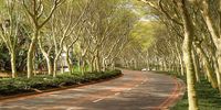 The avenue of fever trees lining Umhlanga Rocks Drive has become a landmark north of Durban. Image SA Indigenous Garden Plants