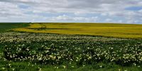 Arum lilies and canola just outside Darling, Western Cape. Photographer: Anneen Steyn-Durand 