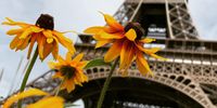 Eiffel Tower Photographer: Louis Parkin 