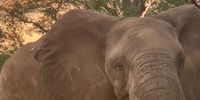 Pink sunset elephant. Image: Christina Coates <br>