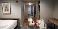 WASHINGTON, DC - NOVEMBER 19: Peas and Carrots, the National Thanksgiving Turkey and its alternate, walk in their hotel room at the Willard Hotel after being introduced to members of the media during a press conference held by the National Turkey Federation November 19, 2018 in Washington, DC. The two turkeys will both be 'pardoned' following the presentation of the national turkey to U.S. President Donald Trump scheduled for tomorrow.  (Photo by Win McNamee/Getty Images)
