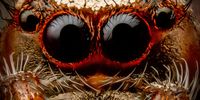 “If you stare into the abyss, the abyss stares back at you“… a jumping spider, 2mm wide, looking down the barrel of my camera lens. CREDIT: Samuel Surdut (Instagram @SamuelPS.photo