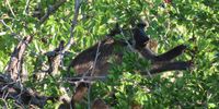 Baboons cracking ziziphus mucronata berries in Mkuze campsite. Image: Barbara Chedzey 