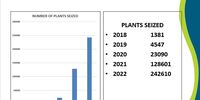 A graph of recent succulent plant seizures, in the Western Cape alone, shows an almost vertical trendline in illegal poaching. (Graph: Paul Gildenhuys CapeNature)