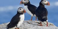 Puffins - Beyond Cuteness. Photographer: Louisa Gericke