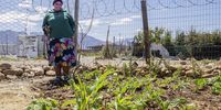 Brenda Siko runs a small garden in her home to supplement the early childhood centre she runs in the informal settlement of New Mandela Square in Zwelethemba. (Photo: Ashraf Hendricks)