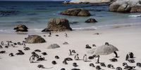 African penguins at Boulders Beach in Cape Town. (Archive photo: Ihsaan Haffejee)