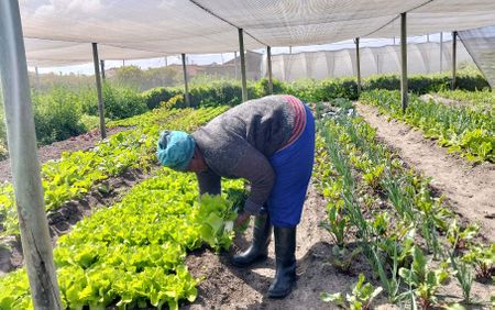 How to boost profits for SA’s small-scale farmers — the biotechnology vs agroecology debate