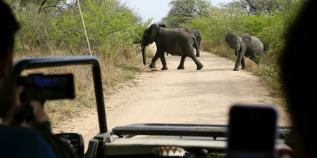 From Kruger to Golden Gate: essential safety tips for enjoying South Africa's wild wonders