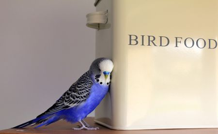 Cooking in lockdown isn’t entirely for the birds