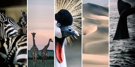 Fighting the climate crisis and halting biodiversity loss key as we build back better and greener for the next generation