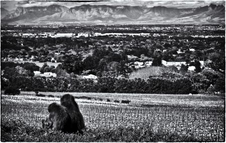 Why baboons can’t take photographs