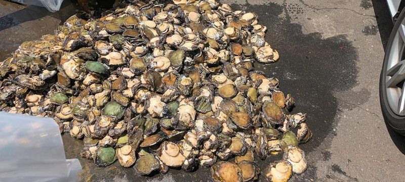 Abalone poachers pelt Western Cape environmentalist with stones for ...