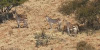 A family of Cape mountain zebra in the Baviaanskloof, 18 August 2019. (Photo: Justin Gird)