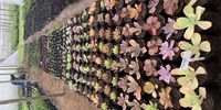 Mother plants ready - succulents at nursery in Muldersdrift. Image: Dimitri Martinis