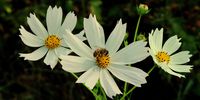 Cosmos at Delta Park. Photographer: Barry Payne