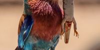 This picture of a Lilac Breasted Roller was taken at the Craig Lockhart waterhole in Kgalagadi Transfrontier Park in December 2020. The skink was swallowed whole.