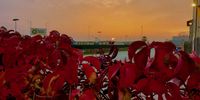 Autumn leaves in Rimini, Italy 11.11.22. Photographer: Beate Kleim